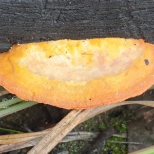 Trametes coccinea at Cook, ACT - 22 Jun 2020 09:48 AM