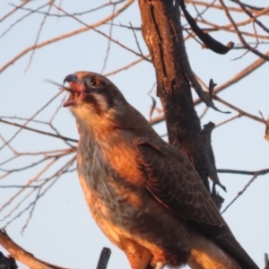 Falco berigora at Fyshwick, ACT - 28 Jun 2020 05:39 PM