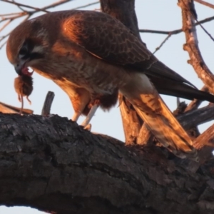 Falco berigora at Fyshwick, ACT - 28 Jun 2020 05:39 PM