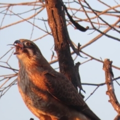 Falco berigora at Fyshwick, ACT - 28 Jun 2020