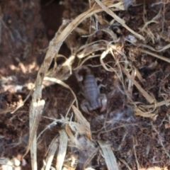 Cercophonius squama (Wood Scorpion) at Woodstock Nature Reserve - 28 Jun 2020 by Sarah2019