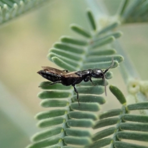 Bethylidae (family) at Cook, ACT - 20 Jun 2020