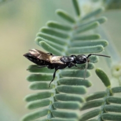 Bethylidae (family) at Cook, ACT - 20 Jun 2020