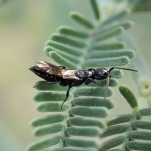 Bethylidae (family) at Cook, ACT - 20 Jun 2020