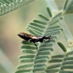 Bethylidae (family) at Cook, ACT - 20 Jun 2020