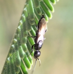 Bethylidae (family) at Cook, ACT - 20 Jun 2020