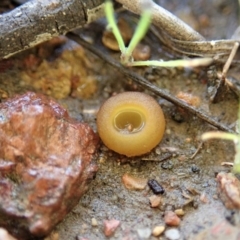 Aleurina ferruginea (Fleshy Cup Fungus) at Mount Painter - 24 Jun 2020 by CathB