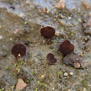 Phaeohelotium succineoguttulatum at Cook, ACT - 25 Jun 2020