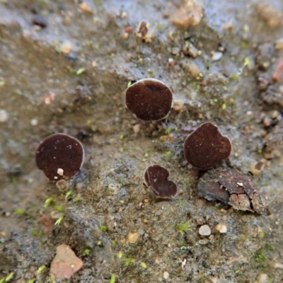 Phaeohelotium succineoguttulatum at Mount Painter - 24 Jun 2020 by CathB