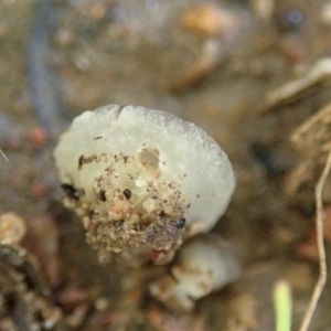 Phaeohelotium succineoguttulatum at Cook, ACT - 25 Jun 2020 08:57 AM