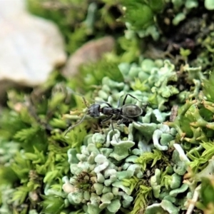 Anonychomyrma sp. (genus) at Cook, ACT - 10 Jun 2020