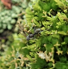 Anonychomyrma sp. (genus) at Cook, ACT - 10 Jun 2020