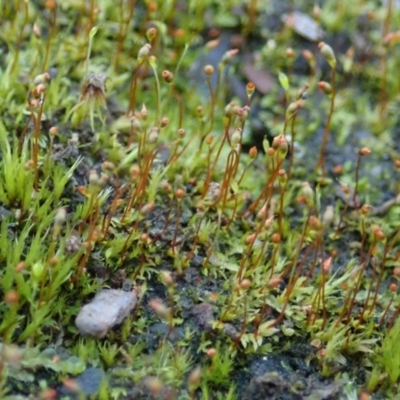 Fissidens sp. at Aranda Bushland - 18 Jun 2020 by CathB