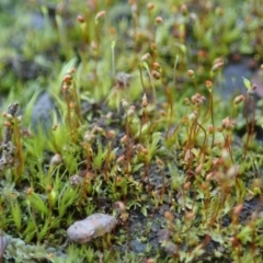 Fissidens sp. at Dunlop, ACT - 18 Jun 2020