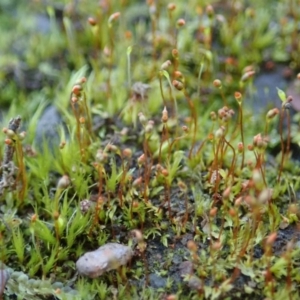 Fissidens sp. at Dunlop, ACT - 18 Jun 2020