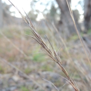 Aristida ramosa at Gordon, ACT - 25 Jun 2020 07:01 PM