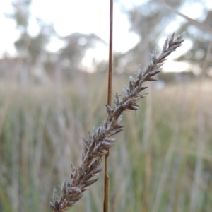 Carex appressa at Gordon, ACT - 25 Jun 2020 07:04 PM