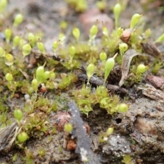 Entosthodon sp. at Cook, ACT - 22 Jun 2020 by CathB