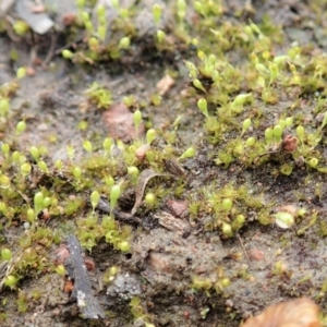 Entosthodon sp. at Cook, ACT - 22 Jun 2020