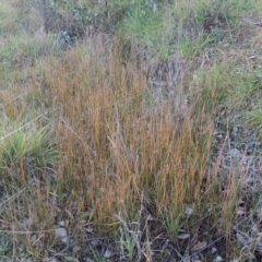 Eleocharis acuta at Gordon, ACT - 25 Jun 2020