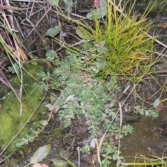 Lythrum hyssopifolia (Small Loosestrife) at Gordon, ACT - 25 Jun 2020 by MichaelBedingfield