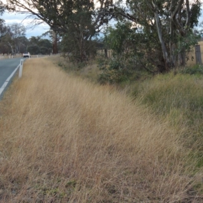 Bothriochloa macra (Red Grass, Red-leg Grass) at Gordon, ACT - 25 Jun 2020 by michaelb