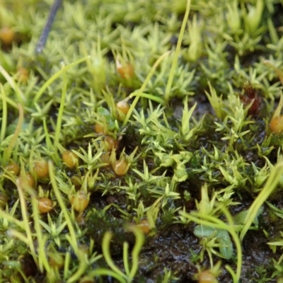 Pottiaceae (family) (A moss) at Mount Painter - 22 Jun 2020 by CathB