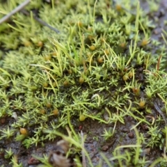 Pottiaceae (family) at Dunlop, ACT - 22 Jun 2020