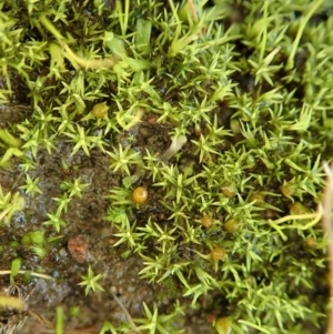 Pottiaceae (family) at Dunlop, ACT - 22 Jun 2020