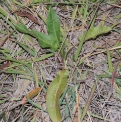 Rumex crispus (Curled Dock) at Gordon, ACT - 25 Jun 2020 by michaelb