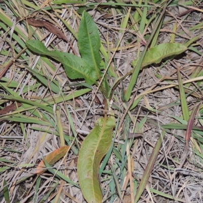 Rumex crispus (Curled Dock) at Gordon, ACT - 25 Jun 2020 by michaelb