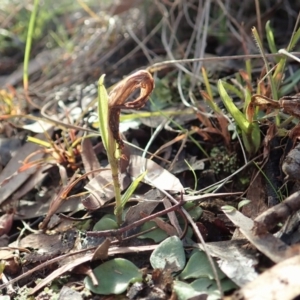 Diplodium truncatum at Cook, ACT - suppressed