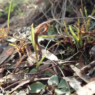 Diplodium truncatum (Little Dumpies, Brittle Greenhood) at Cook, ACT - 22 Jun 2020 by CathB