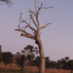 Eucalyptus sp. (dead tree) (Dead Hollow-bearing Eucalypt) at Gordon, ACT - 25 Jun 2020 by MichaelBedingfield