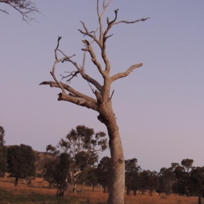 Eucalyptus sp. (dead tree) (Dead Hollow-bearing Eucalypt) at Gordon, ACT - 25 Jun 2020 by MichaelBedingfield