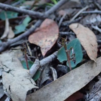 Acianthus collinus (Inland Mosquito Orchid) at Aranda, ACT - 18 Jun 2020 by CathB