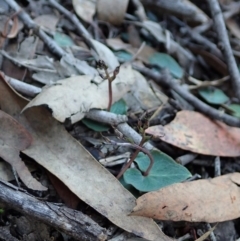 Acianthus collinus at Aranda, ACT - suppressed