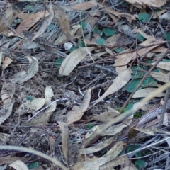 Acianthus collinus at Aranda, ACT - suppressed