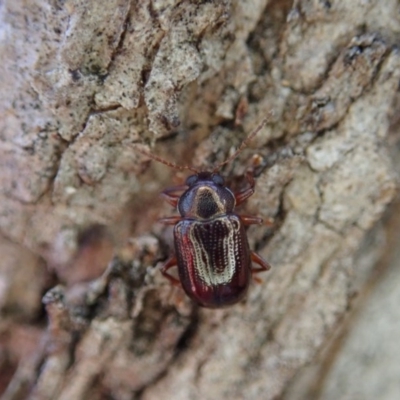 Eumolpinae (subfamily) (Unidentified Eumolpinae Leaf-beetle) at Dunlop, ACT - 18 Jun 2020 by CathB