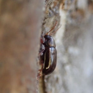 Eumolpinae (subfamily) at Dunlop, ACT - 18 Jun 2020