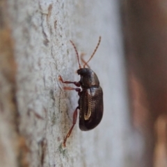 Eumolpinae (subfamily) at Dunlop, ACT - 18 Jun 2020 01:54 PM