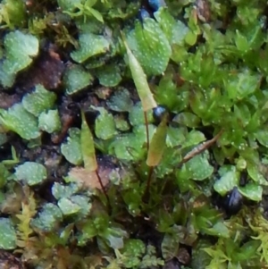 Encalypta sp. at Hackett, ACT - 8 Sep 2016