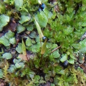 Encalypta sp. at Hackett, ACT - 8 Sep 2016 02:49 PM