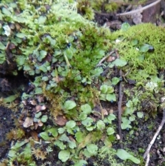 Encalypta sp. at Hackett, ACT - 8 Sep 2016 02:49 PM