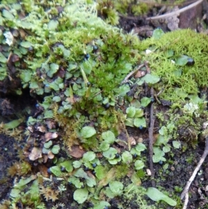 Encalypta sp. at Hackett, ACT - 8 Sep 2016