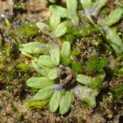 Riccia subbifurca (Liverwort) at Kowen, ACT - 23 Jun 2020 by RWPurdie