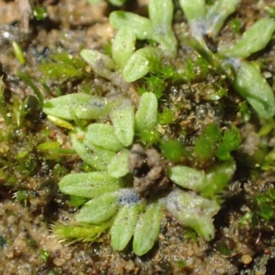 Riccia subbifurca (Liverwort) at Kowen, ACT - 24 Jun 2020 by RWPurdie