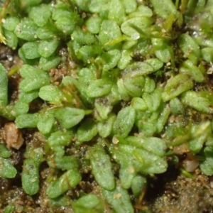 Riccia subbifurca at Kowen, ACT - 24 Jun 2020