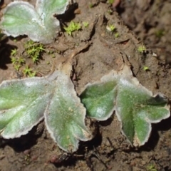 Riccia cartilaginosa (Liverwort) at Kowen, ACT - 23 Jun 2020 by RWPurdie