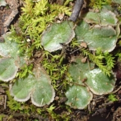 Riccia cartilaginosa at Kowen, ACT - 24 Jun 2020